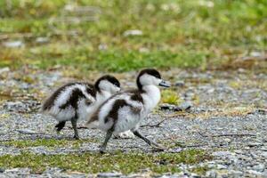 Paradies Shelduck im Neu Neuseeland foto