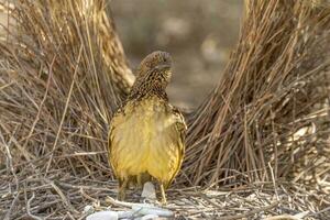 Western Laubvogel im Australien foto