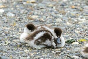 Paradies Shelduck im Neu Neuseeland foto