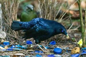 Satin- Laubvogel im Australien foto