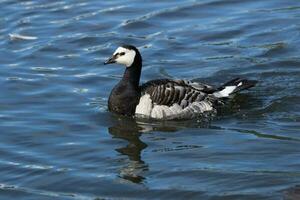 Seepocken Gans im England foto