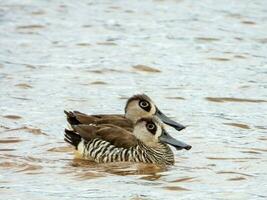 rosaohrig Ente im Australien foto