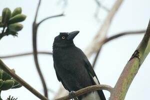 gescheckt Currawong im Australien foto