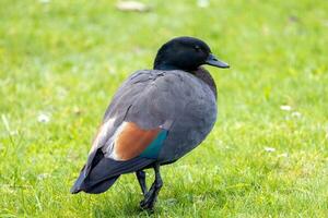 Paradies Shelduck im Neu Neuseeland foto