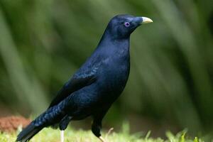 Satin- Laubvogel im Australien foto