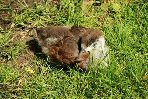 Paradies Shelduck im Neu Neuseeland foto