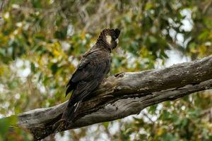 Carnabys schwarz Kakadu im Australien foto