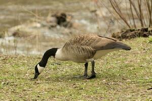 Kanada Gans im Australien foto