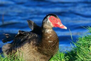 Muscovy Ente im Australien foto