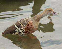 gefiedert Pfeifen Ente foto