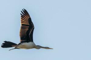 Anhinga - - Australien Darter foto