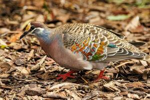 verbreitet Bronzeflügel im Australien foto