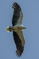 weißbauchig Meer Adler im Australien foto