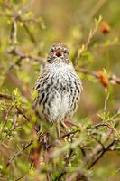 Norden Insel Farnvogel von Neu Neuseeland foto