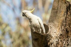 Schwefelschopf Kakadu im Australien foto