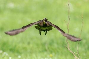 pazifische schwarze Ente foto