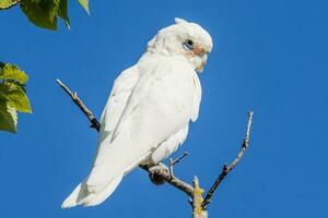 wenig corella im Australien foto