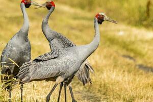 Brolga Kran im Australien foto