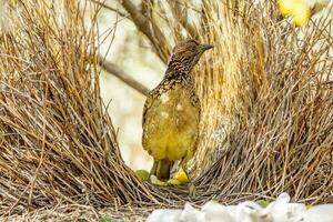 Western Laubvogel im Australien foto