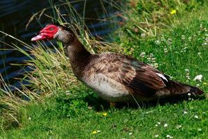 Muscovy Ente im Australien foto