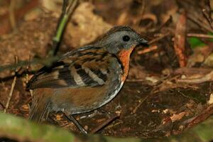 australisch Logrunner im Australien foto