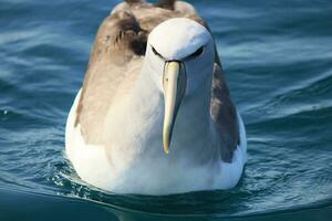 Salvins mollymawk Albatros foto