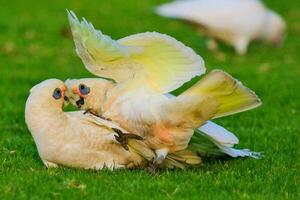 wenig corella im Australien foto