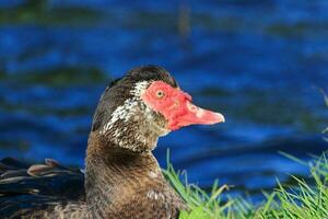 Muscovy Ente im Australien foto