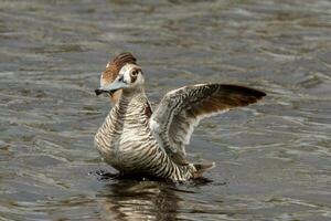 rosaohrig Ente im Australien foto