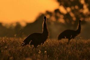 Emu endemisch Vogel von Australien foto