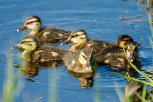 australasiatisch Löffelente Ente foto