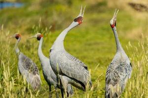 Brolga Kran im Australien foto