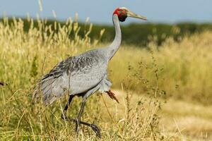 Brolga Kran im Australien foto