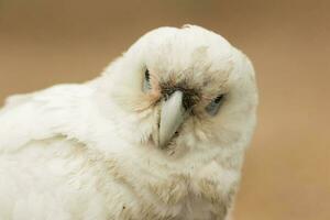 wenig corella im Australien foto