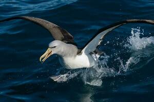 Salvins mollymawk Albatros foto