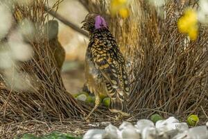 Western Laubvogel im Australien foto