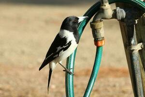 gescheckt Metzgervogel im Australien foto