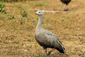 Kap unfruchtbar Gans im Australien foto