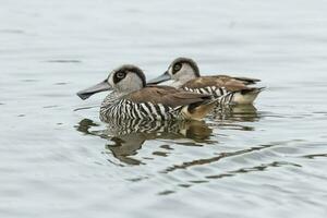 rosaohrig Ente im Australien foto