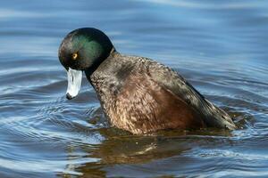 Neu Neuseeland bergen Ente foto