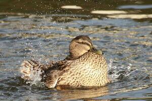 verbreitet Stockente Ente foto