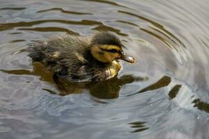 verbreitet Stockente Ente foto