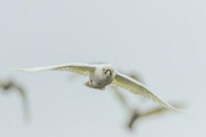 wenig corella im Australien foto