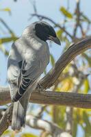 schwarzgesichtig Kuckuck im Australien foto