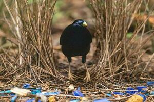 Satin- Laubvogel im Australien foto