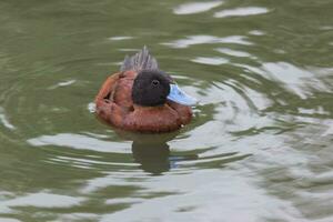 Blauschnabel Ente im Australien foto