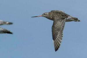 Bar-Tailed Pate im Australien foto