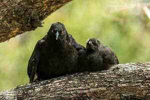 weißflügelig chough im Australien foto