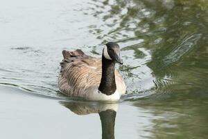 Kanada Gans im Australien foto