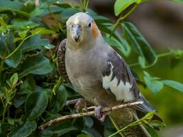 Nymphensittich im Australien foto